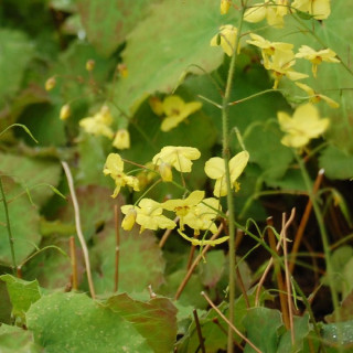 plantes-vivaces-epimedium-perralderianum-fleur-des-elfes-en-vente-pepiniere-lepage-
