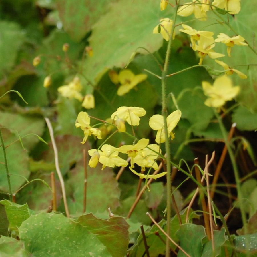Plantes Vivaces EPIMEDIUM perralderianum - Fleur des Elfes en vente - Pépinière Lepage .