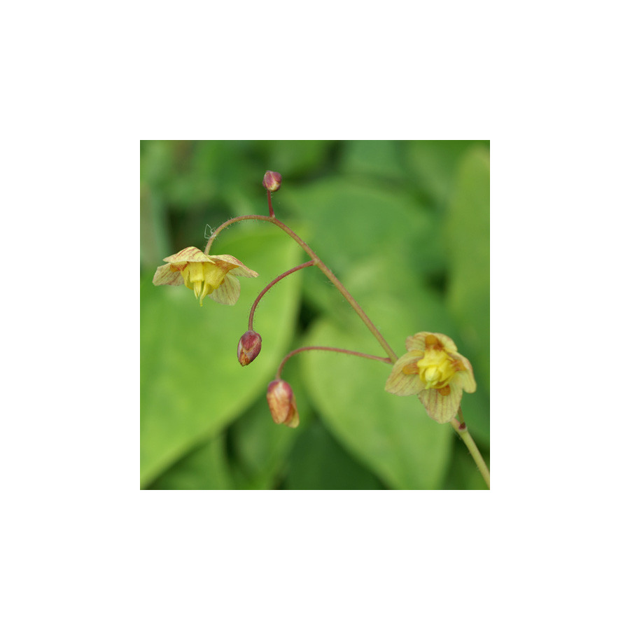 Plantes Vivaces EPIMEDIUM pinnatum 'Black Sea'               - Fleur des Elfes en vente - Pépinière Lepage .
