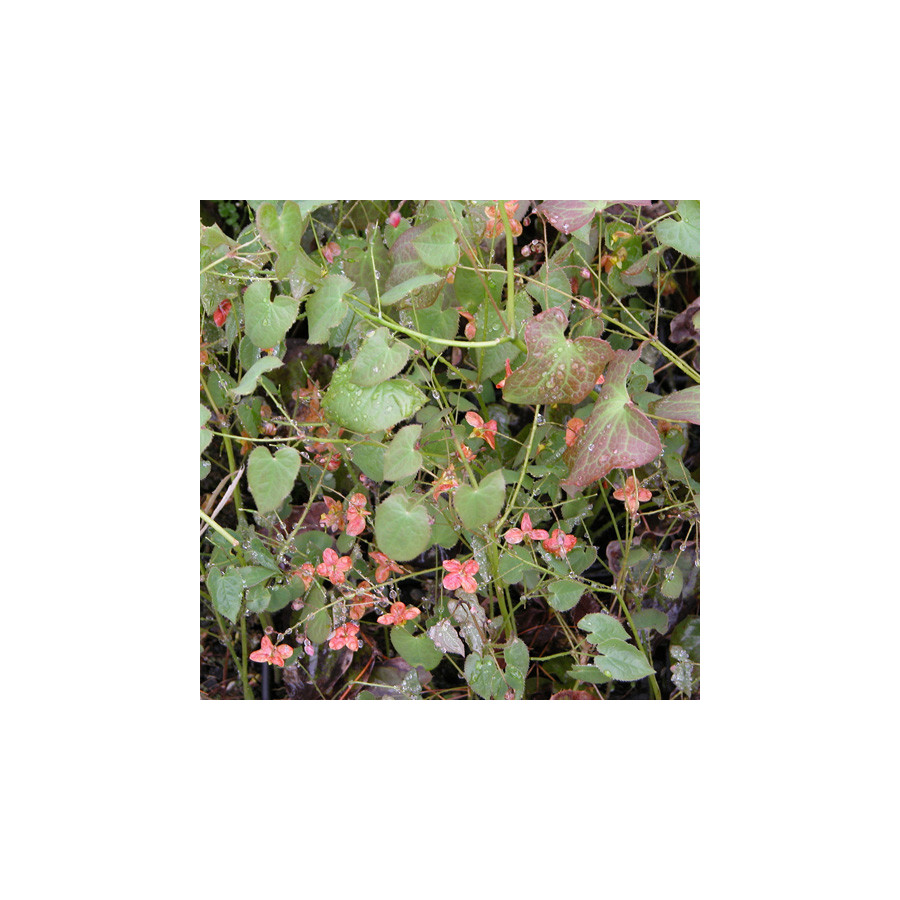 Plantes Vivaces EPIMEDIUM pubigerum 'Orangekönigin' - Fleur des Elfes en vente - Pépinière Lepage .