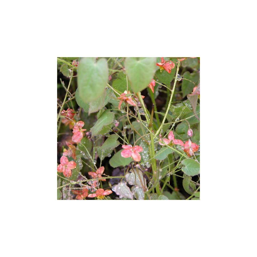 Plantes Vivaces EPIMEDIUM pubigerum 'Orangekönigin' - Fleur des Elfes en vente - Pépinière Lepage .