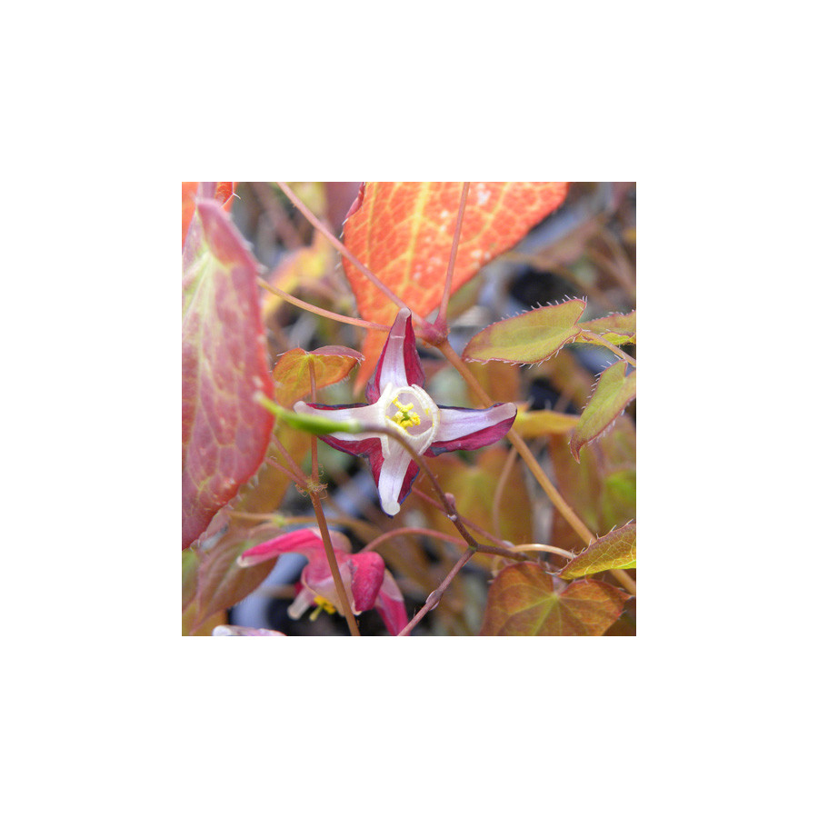 Plantes Vivaces EPIMEDIUM rubrum - Fleur des Elfes en vente - Pépinière Lepage .