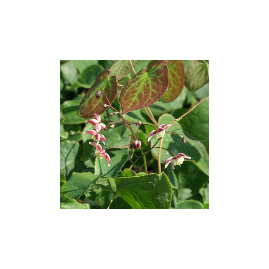 Plantes Vivaces EPIMEDIUM rubrum - Fleur des Elfes en vente - Pépinière Lepage .