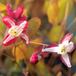 Plantes Vivaces EPIMEDIUM rubrum - Fleur des Elfes en vente - Pépinière Lepage .