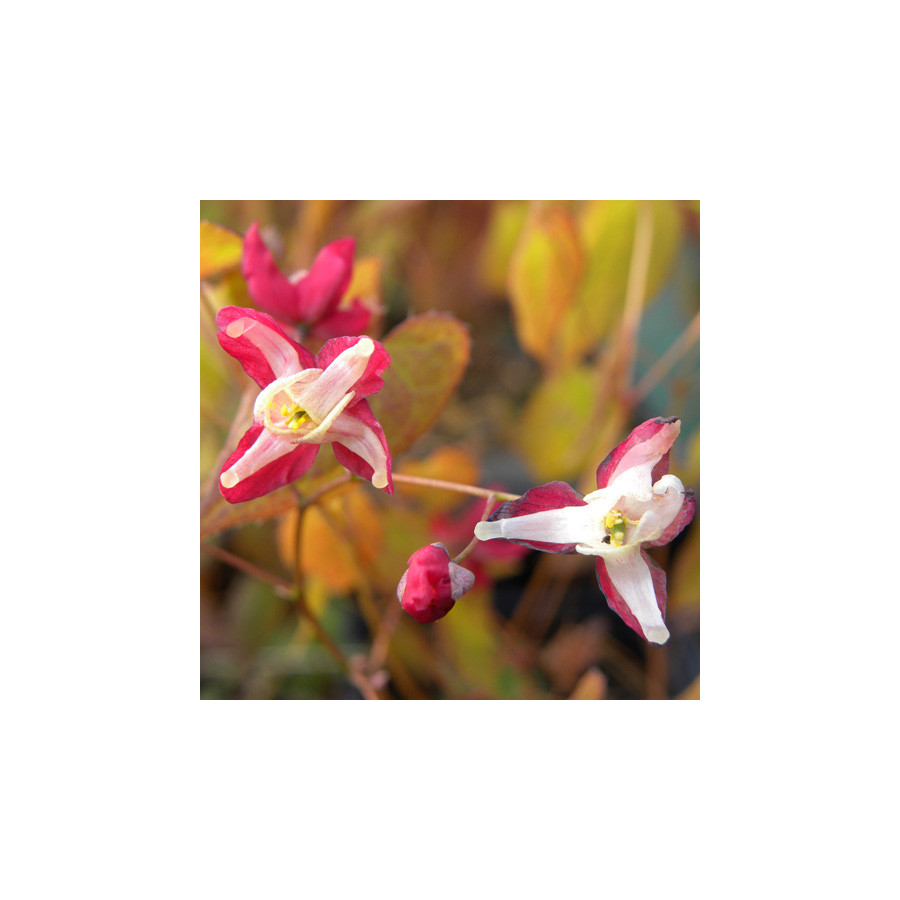 Plantes Vivaces EPIMEDIUM rubrum - Fleur des Elfes en vente - Pépinière Lepage .