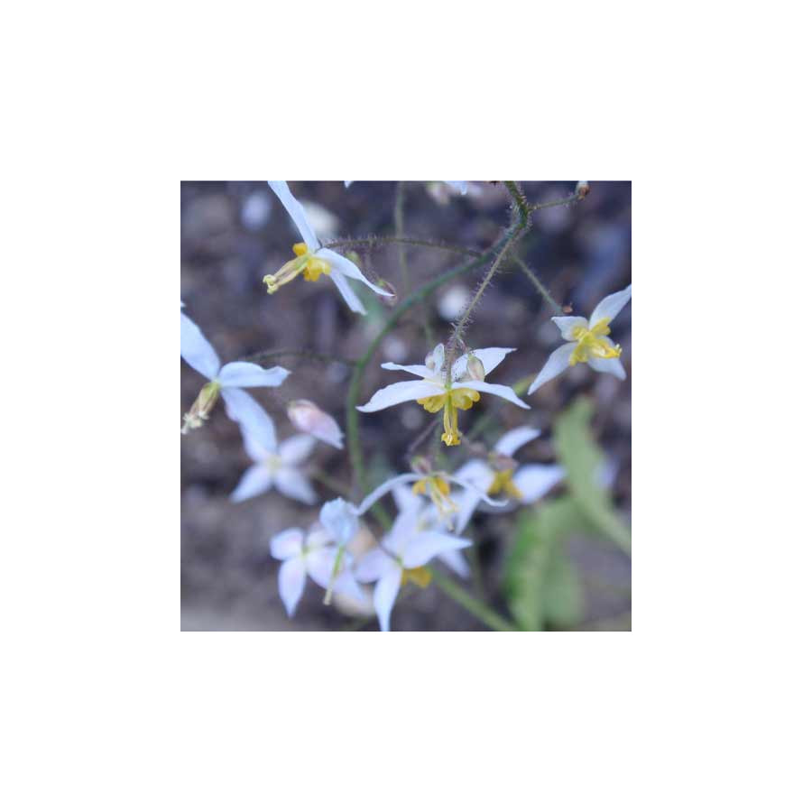 Plantes Vivaces EPIMEDIUM stellulatum 'Wudang Star' - Fleur des Elfes en vente - Pépinière Lepage .