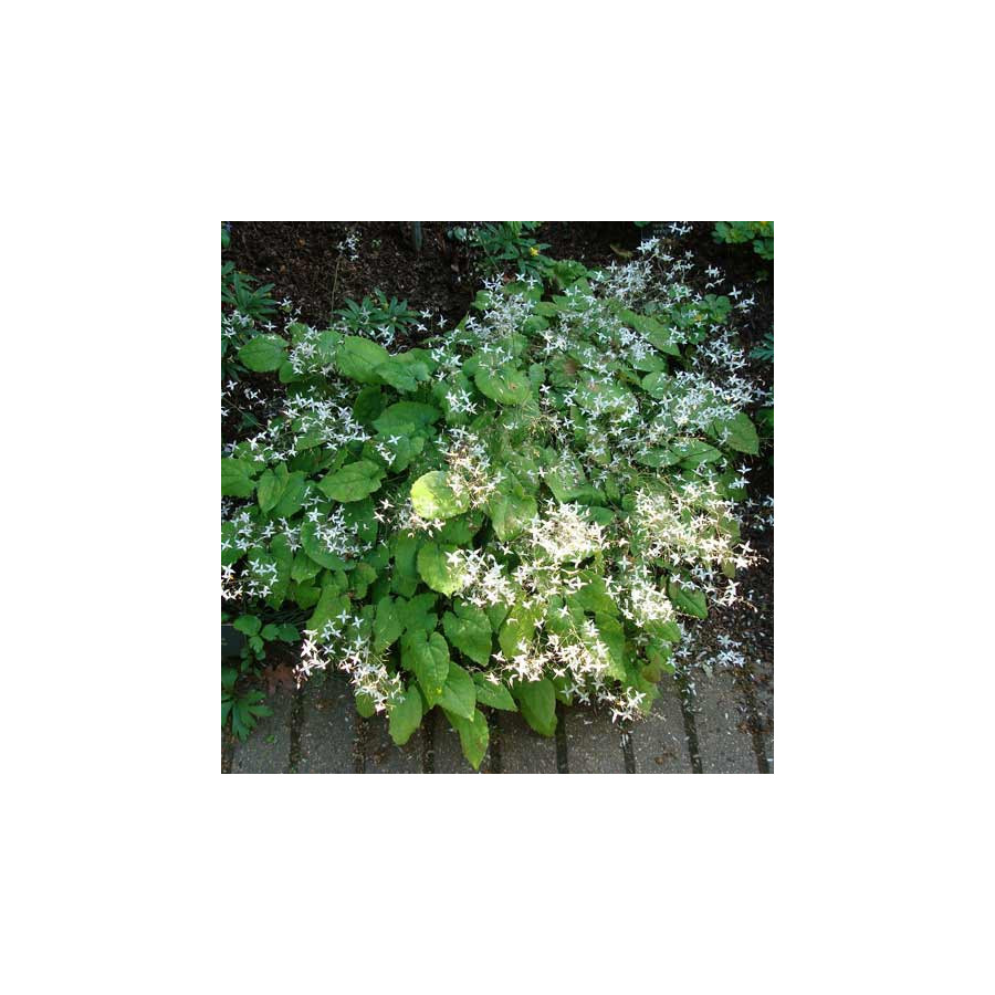 Plantes Vivaces EPIMEDIUM stellulatum 'Wudang Star' - Fleur des Elfes en vente - Pépinière Lepage .