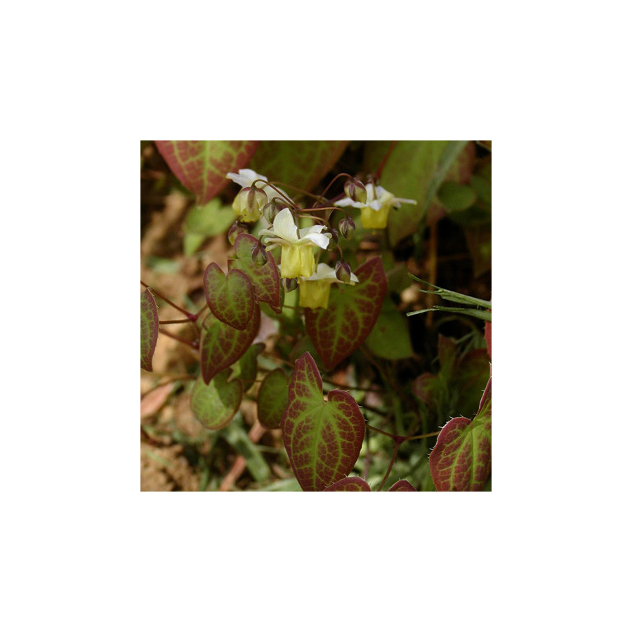 plantes-vivaces-epimedium-versicolor-sulphureum-fleur-des-elfes-en-vente-pepiniere-lepage-