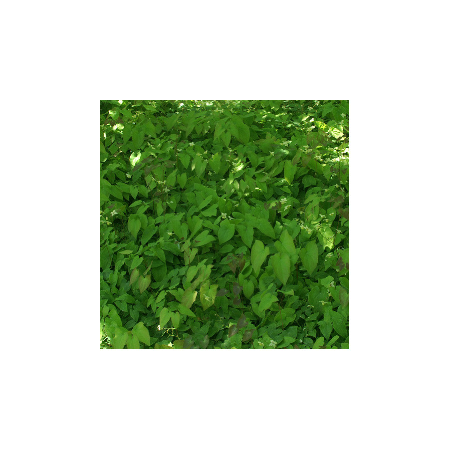 plantes-vivaces-epimedium-versicolor-sulphureum-fleur-des-elfes-en-vente-pepiniere-lepage-