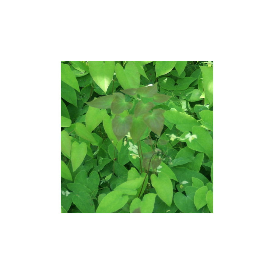 plantes-vivaces-epimedium-versicolor-sulphureum-fleur-des-elfes-en-vente-pepiniere-lepage-