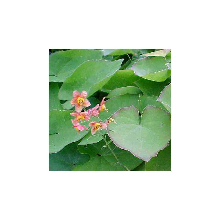 Plantes Vivaces EPIMEDIUM warleyense - Fleur des Elfes en vente - Pépinière Lepage .