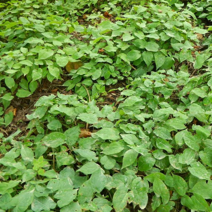 Plantes Vivaces EPIMEDIUM youngianum 'Niveum' - Fleur des Elfes en vente - Pépinière Lepage .