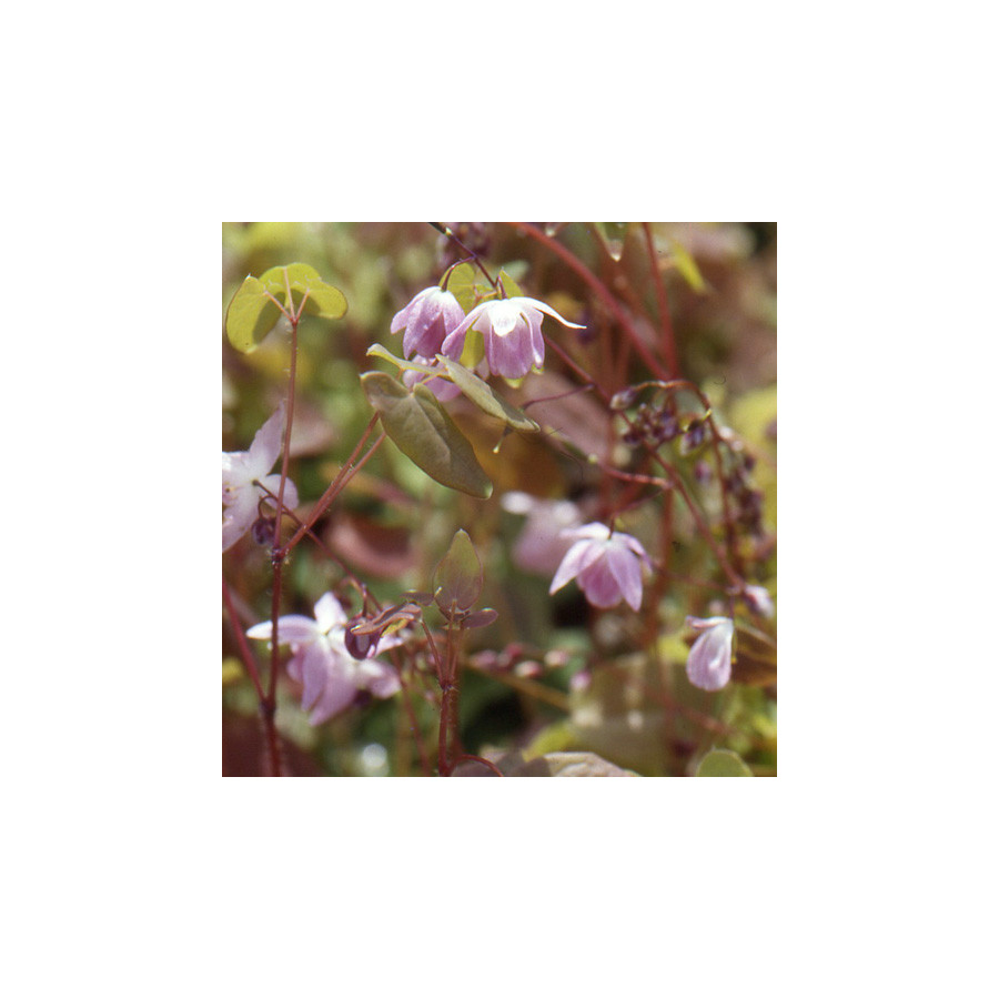 Plantes Vivaces EPIMEDIUM youngianum 'Roseum' - Fleur des Elfes en vente - Pépinière Lepage .