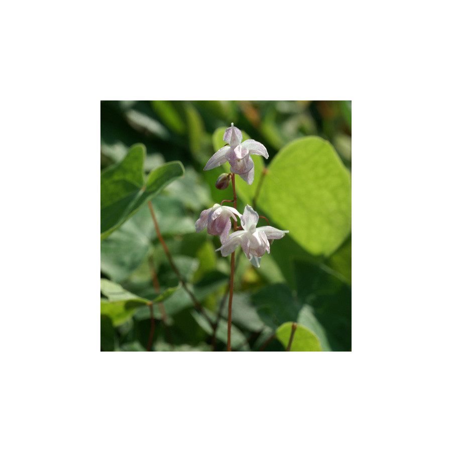 Plantes Vivaces EPIMEDIUM youngianum 'Roseum' - Fleur des Elfes en vente - Pépinière Lepage .
