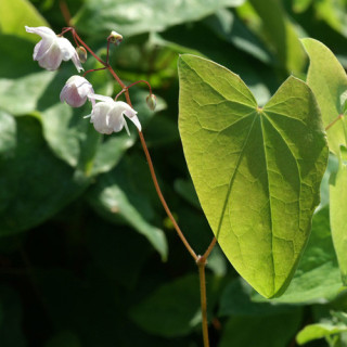 Plantes Vivaces EPIMEDIUM youngianum 'Roseum' - Fleur des Elfes en vente - Pépinière Lepage .