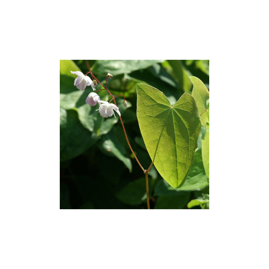 Plantes Vivaces EPIMEDIUM youngianum 'Roseum' - Fleur des Elfes en vente - Pépinière Lepage .