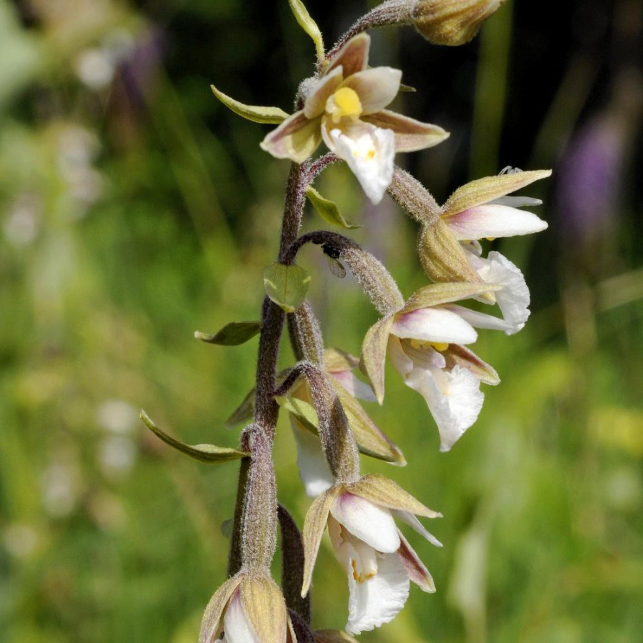 Plantes Vivaces EPIPACTIS palustris en vente - Pépinière Lepage .