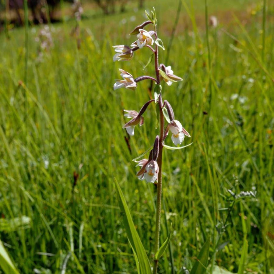 Plantes Vivaces EPIPACTIS palustris en vente - Pépinière Lepage .