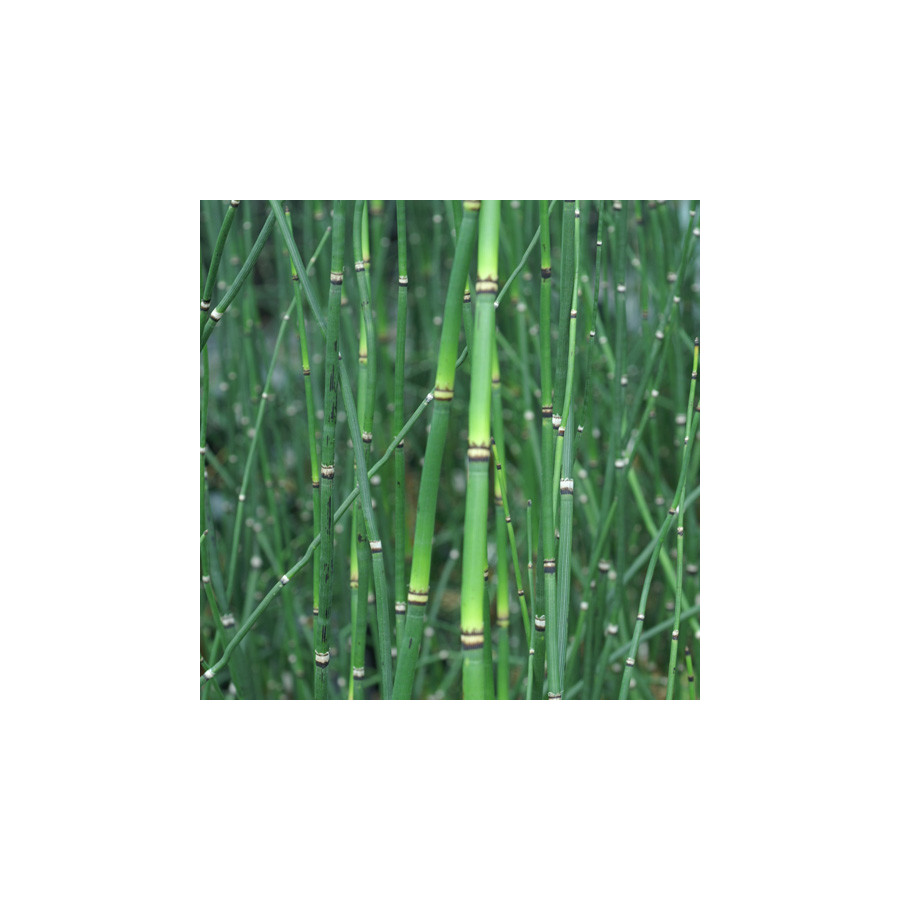 plantes-vivaces-equisetum-japonicum-prele-japonaise-en-vente-pepiniere-lepage-