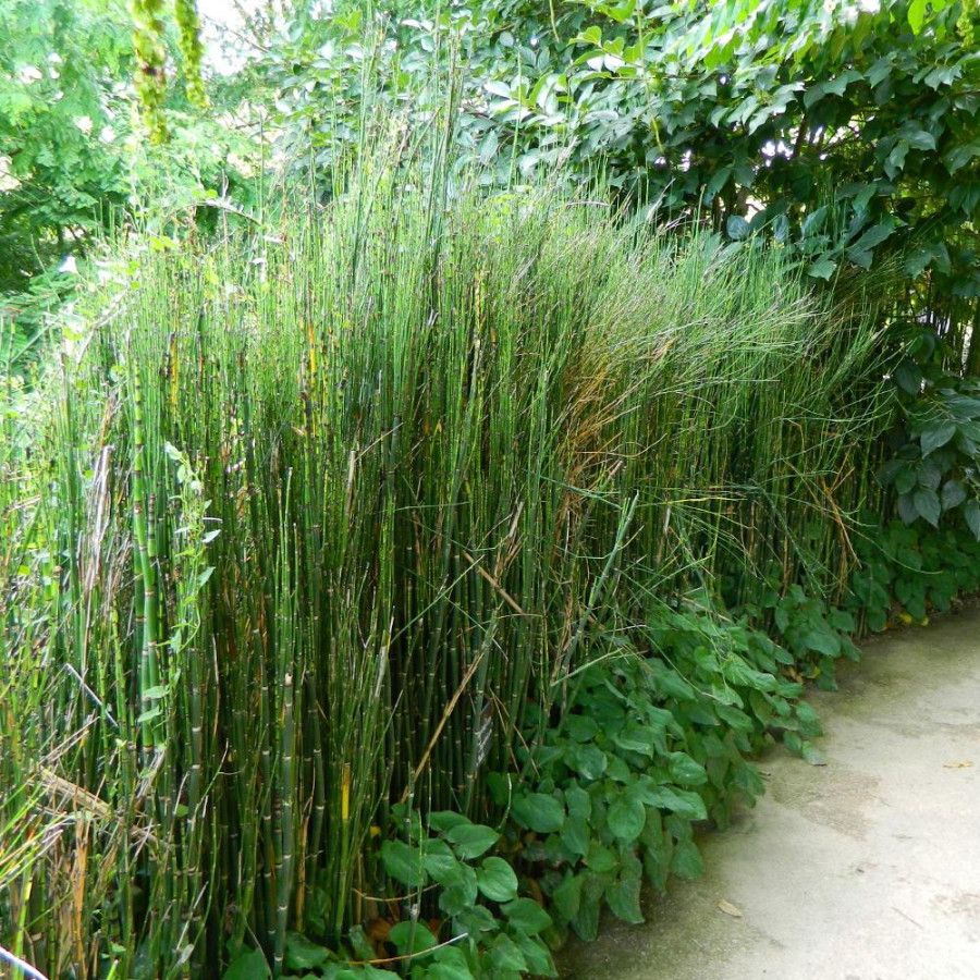 plantes-vivaces-equisetum-japonicum-prele-japonaise-en-vente-pepiniere-lepage-