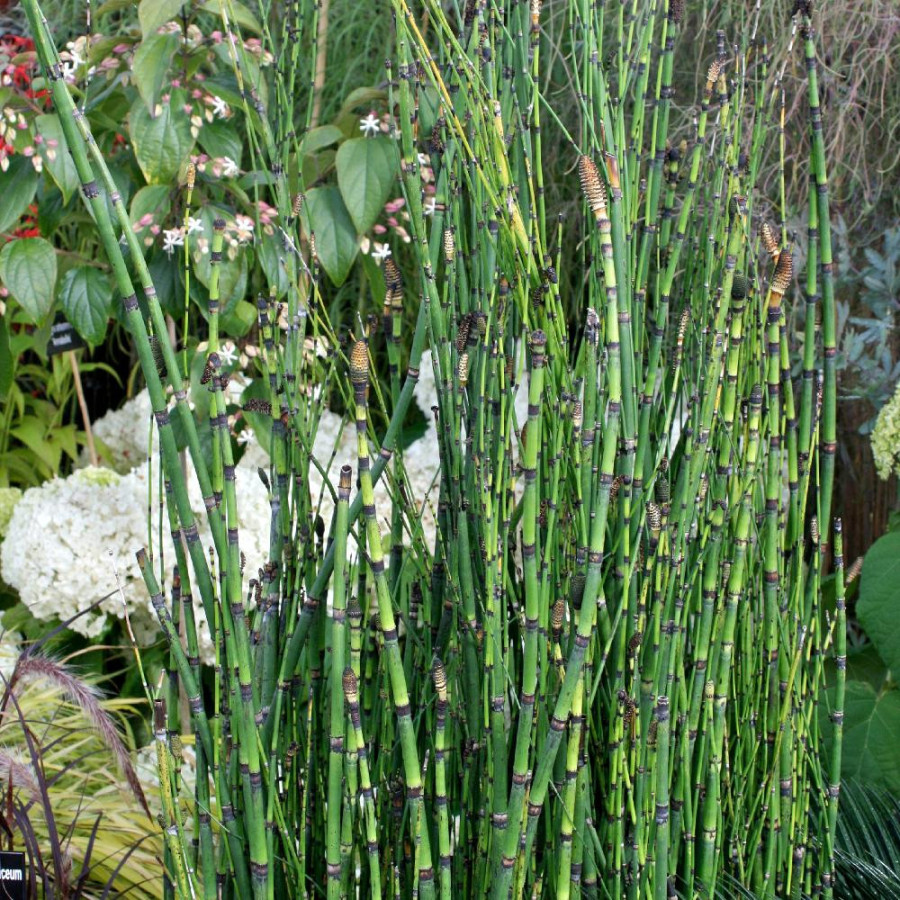 plantes-vivaces-equisetum-hyemale-prele-d-hiver-en-vente-pepiniere-lepage-