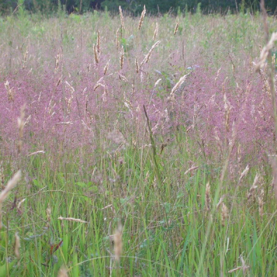 Plantes Vivaces ERAGROSTIS spectabilis         - Eragrostide en vente - Pépinière Lepage .