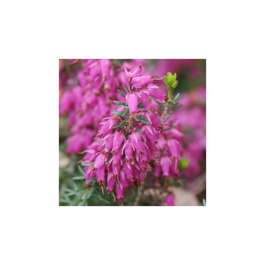 plantes-vivaces-erica-carnea-myretoun-ruby-bruyere-des-neiges-en-vente-pepiniere-lepage-