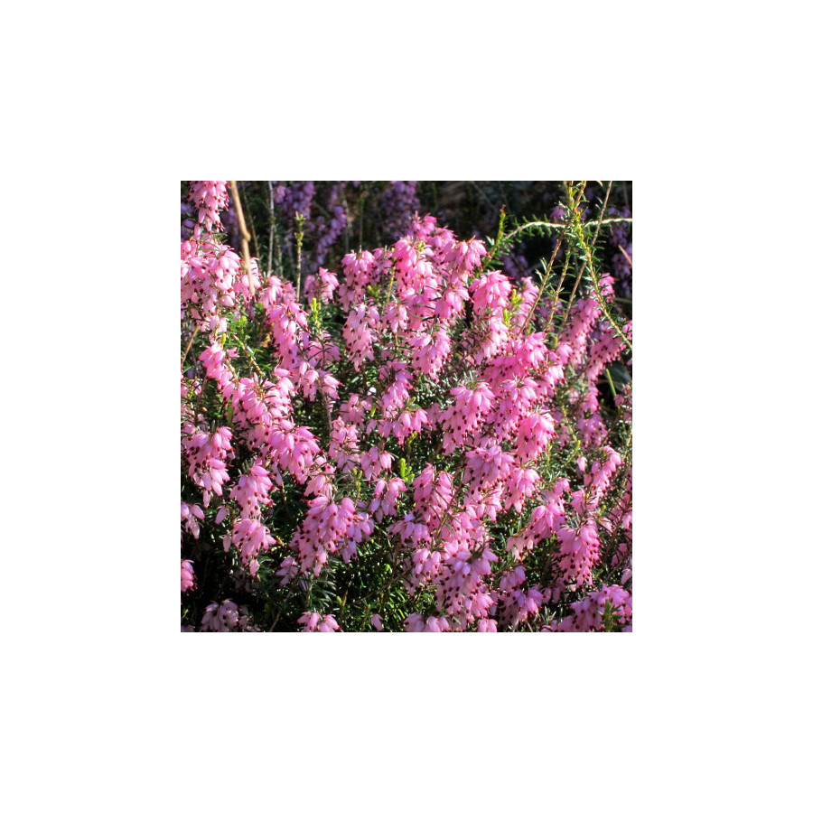 plantes-vivaces-erica-carnea-pink-spangles-bruyere-des-neiges-en-vente-pepiniere-lepage-