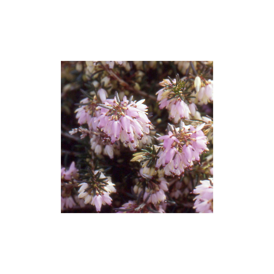 plantes-vivaces-erica-carnea-pink-spangles-bruyere-des-neiges-en-vente-pepiniere-lepage-