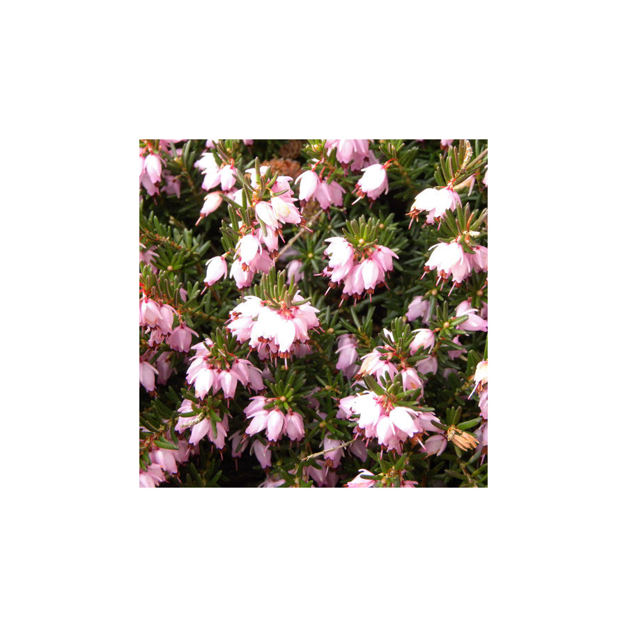 plantes-vivaces-erica-darleyensis-darley-dale-bruyere-d-hiver-en-vente-bruyere-de-darley-en-vente-pepiniere-lepage-