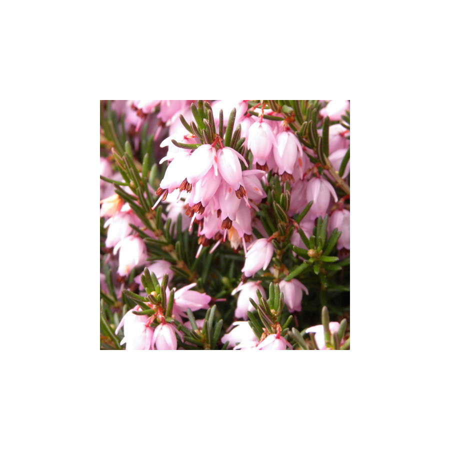 plantes-vivaces-erica-darleyensis-darley-dale-bruyere-d-hiver-en-vente-bruyere-de-darley-en-vente-pepiniere-lepage-