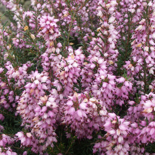 plantes-vivaces-erica-darleyensis-darley-dale-bruyere-d-hiver-en-vente-bruyere-de-darley-en-vente-pepiniere-lepage-
