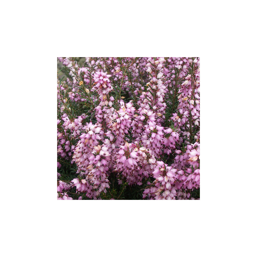 plantes-vivaces-erica-darleyensis-darley-dale-bruyere-d-hiver-en-vente-bruyere-de-darley-en-vente-pepiniere-lepage-