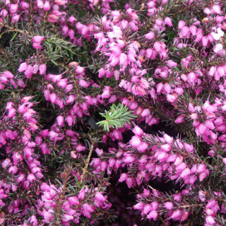 plantes-vivaces-erica-darleyensis-kramer-s-rote-bruyere-d-hiver-en-vente-pepiniere-lepage-