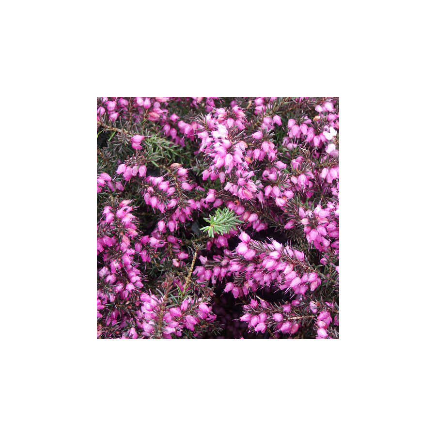 plantes-vivaces-erica-darleyensis-kramer-s-rote-bruyere-d-hiver-en-vente-pepiniere-lepage-