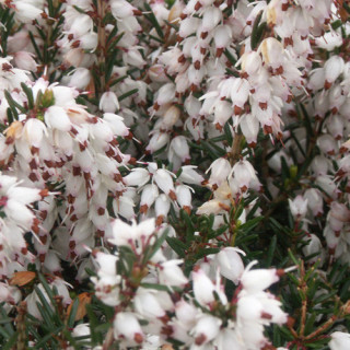 plantes-vivaces-erica-darleyensis-silberschmelze-bruyere-d-hiver-en-vente-bruyere-de-darley-en-vente-pepiniere-lepage-