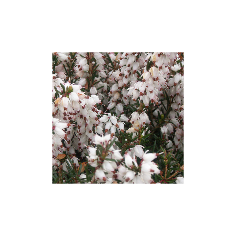 plantes-vivaces-erica-darleyensis-silberschmelze-bruyere-d-hiver-en-vente-bruyere-de-darley-en-vente-pepiniere-lepage-