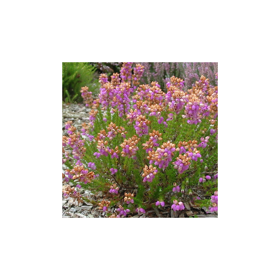 plantes-vivaces-erica-vagans-st-keverne-bruyere-de-cornouaille-en-vente-pepiniere-lepage-