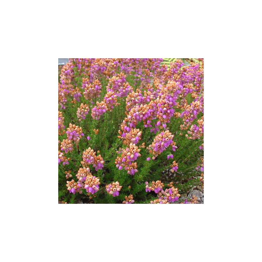 plantes-vivaces-erica-vagans-st-keverne-bruyere-de-cornouaille-en-vente-pepiniere-lepage-