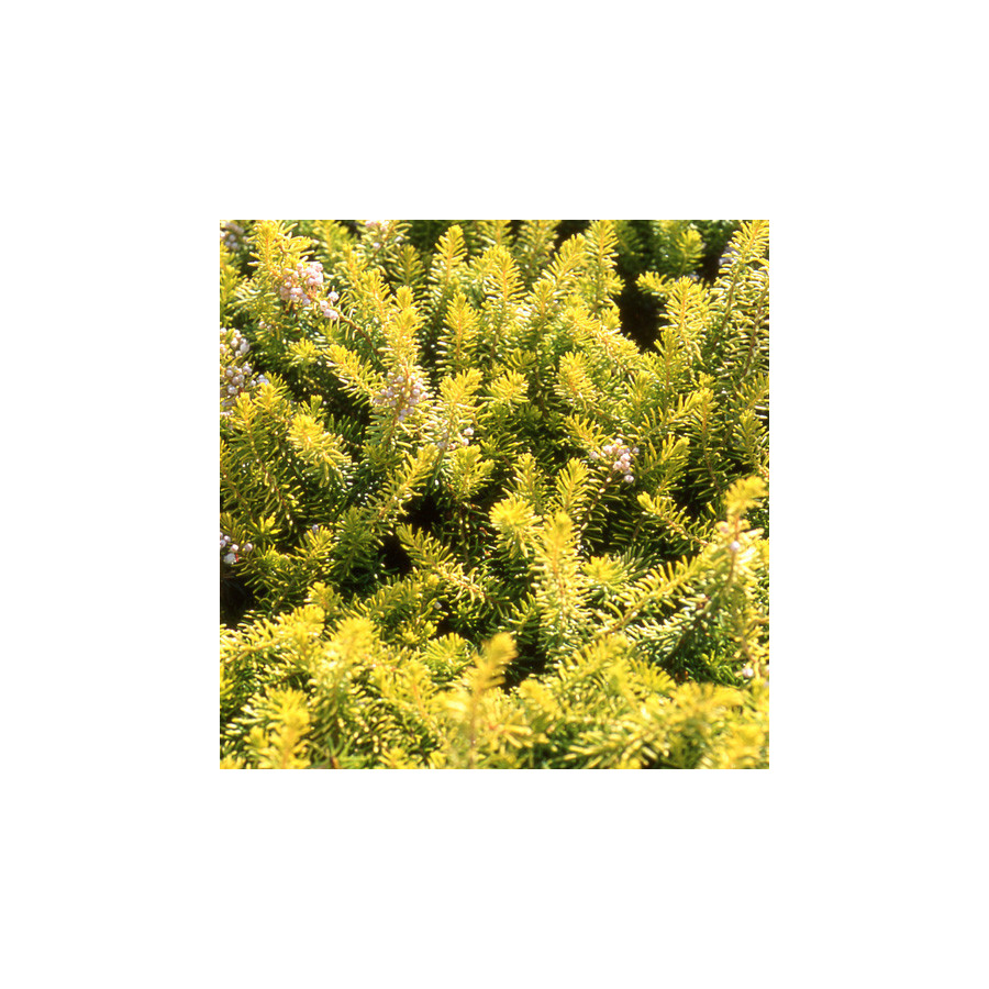 plantes-vivaces-erica-vagans-valerie-proudley-bruyere-de-cornouaille-en-vente-pepiniere-lepage-