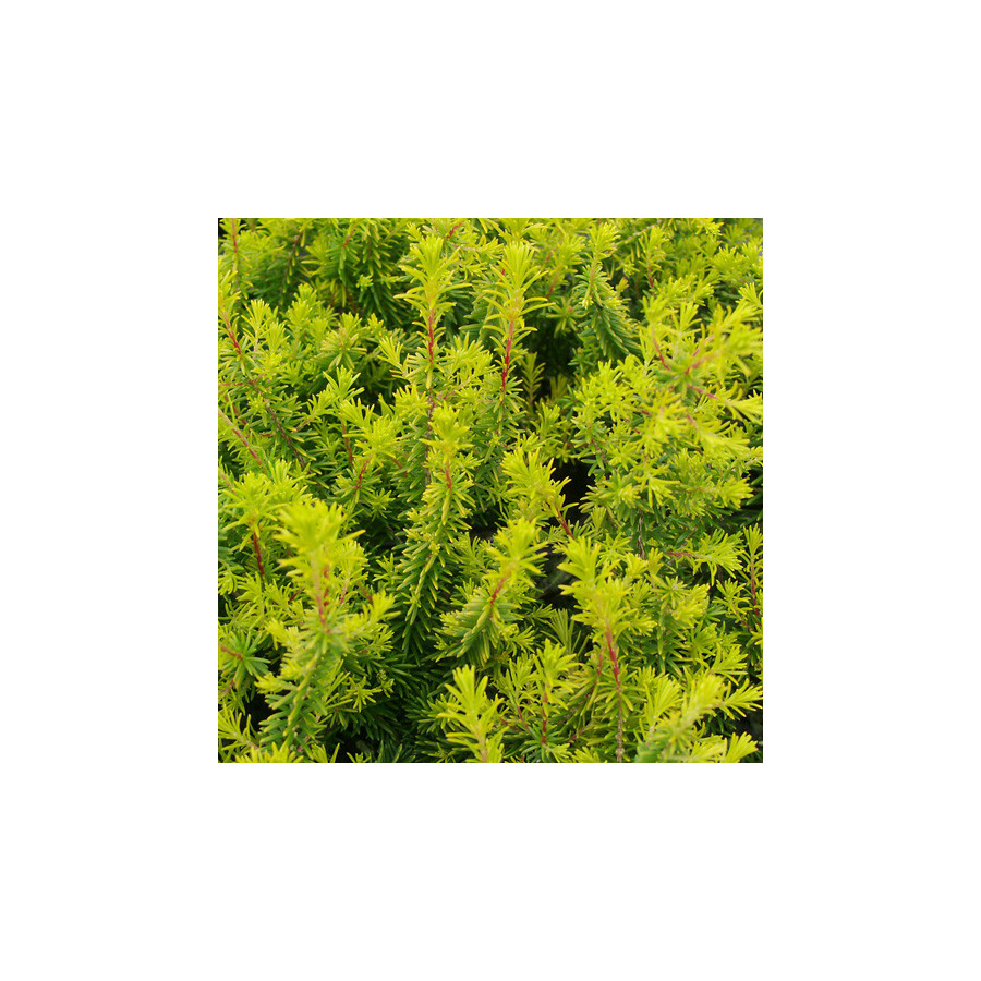 plantes-vivaces-erica-vagans-valerie-proudley-bruyere-de-cornouaille-en-vente-pepiniere-lepage-