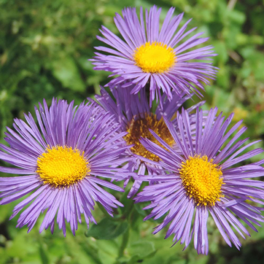 Plantes Vivaces ERIGERON 'Dunkelste Aller' - Vergerette en vente - Pépinière Lepage .