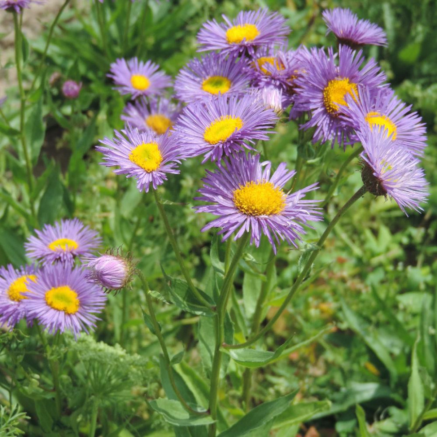 Plantes Vivaces ERIGERON 'Dunkelste Aller' - Vergerette en vente - Pépinière Lepage .