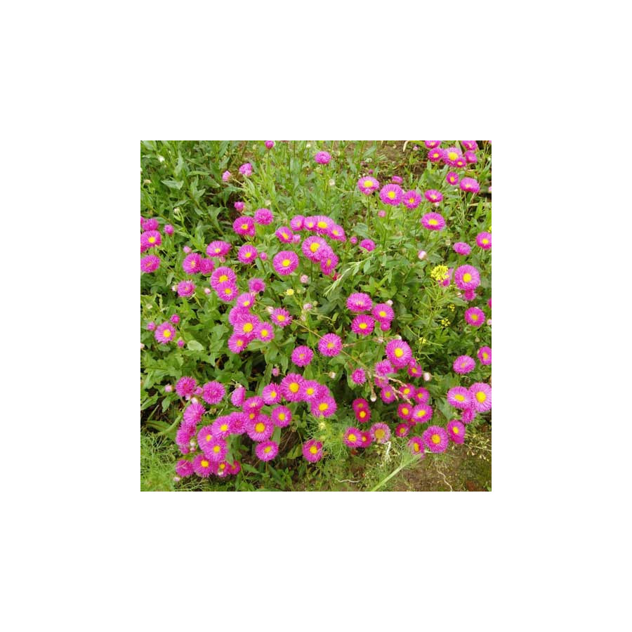 Plantes Vivaces ERIGERON 'Foersters Liebling' - Vergerette en vente - Pépinière Lepage .