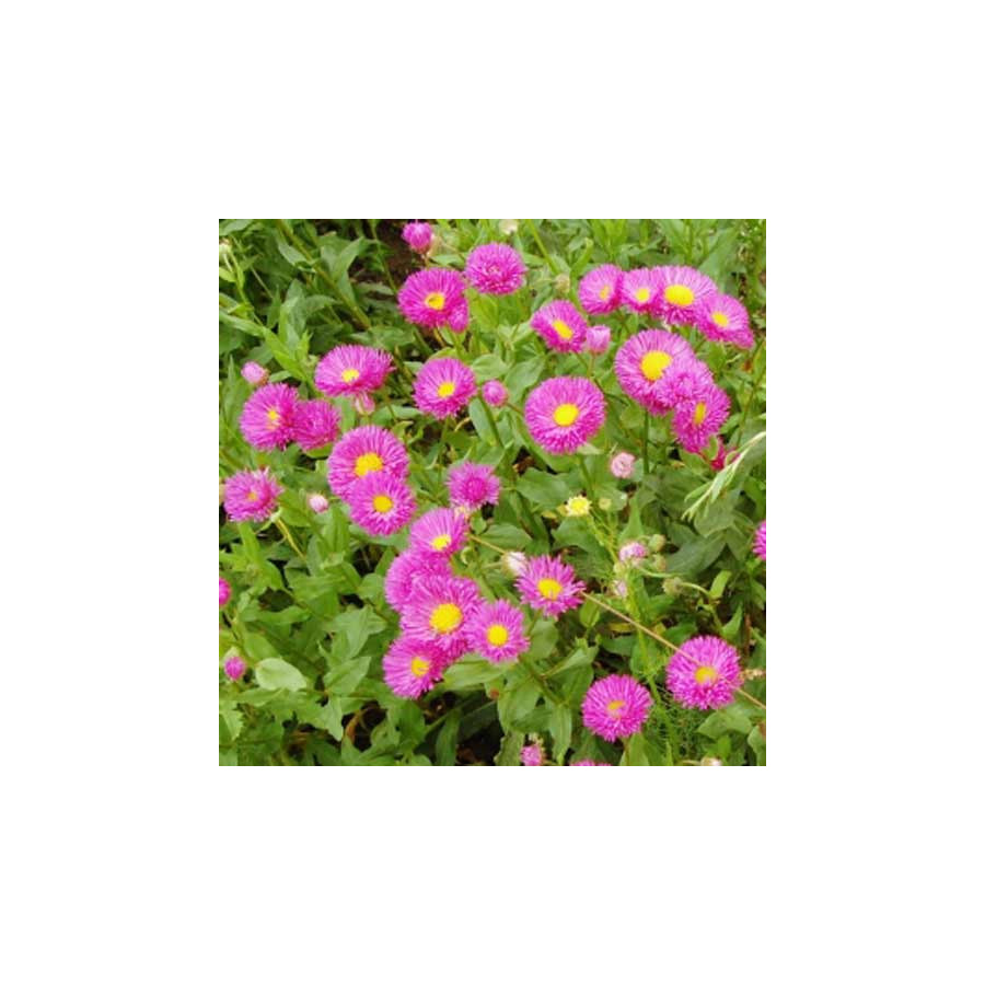 Plantes Vivaces ERIGERON 'Foersters Liebling' - Vergerette en vente - Pépinière Lepage .