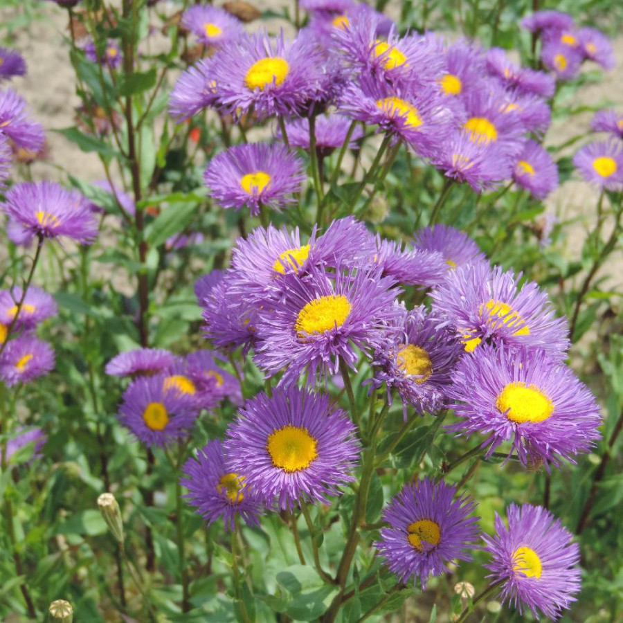 Plantes Vivaces ERIGERON 'Nachthimmel' - Vergerette en vente - Pépinière Lepage .