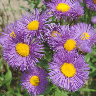 Plantes Vivaces ERIGERON 'Nachthimmel' - Vergerette en vente - Pépinière Lepage .