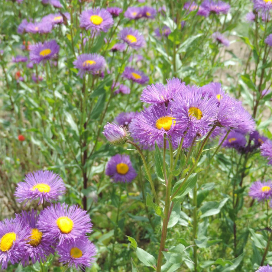 Plantes Vivaces ERIGERON 'Nachthimmel' - Vergerette en vente - Pépinière Lepage .