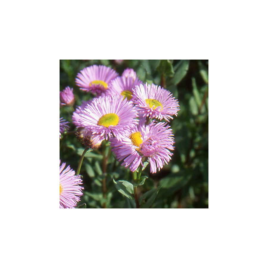 Plantes Vivaces ERIGERON 'Rosa Juwel' - Vergerette en vente - Pépinière Lepage .