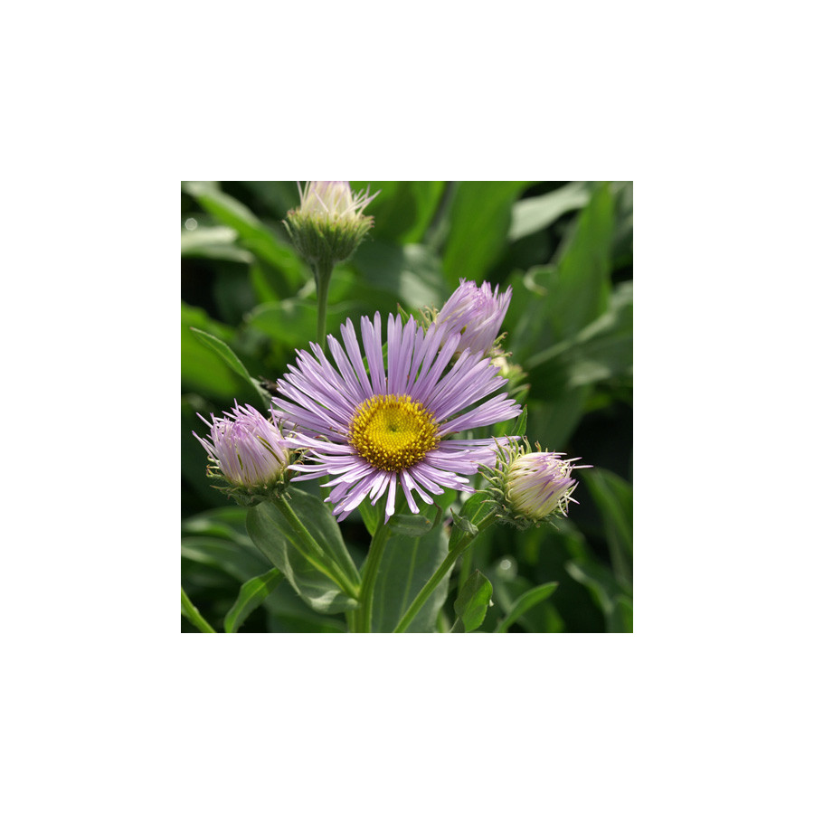 Plantes Vivaces ERIGERON 'Sincerity' - Vergerette en vente - Pépinière Lepage .